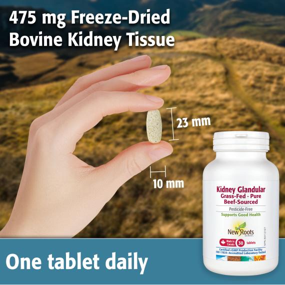 New Roots Kidney Glandular 30 Tablets, Grass-Fed, Beef-Sourced - Image 2